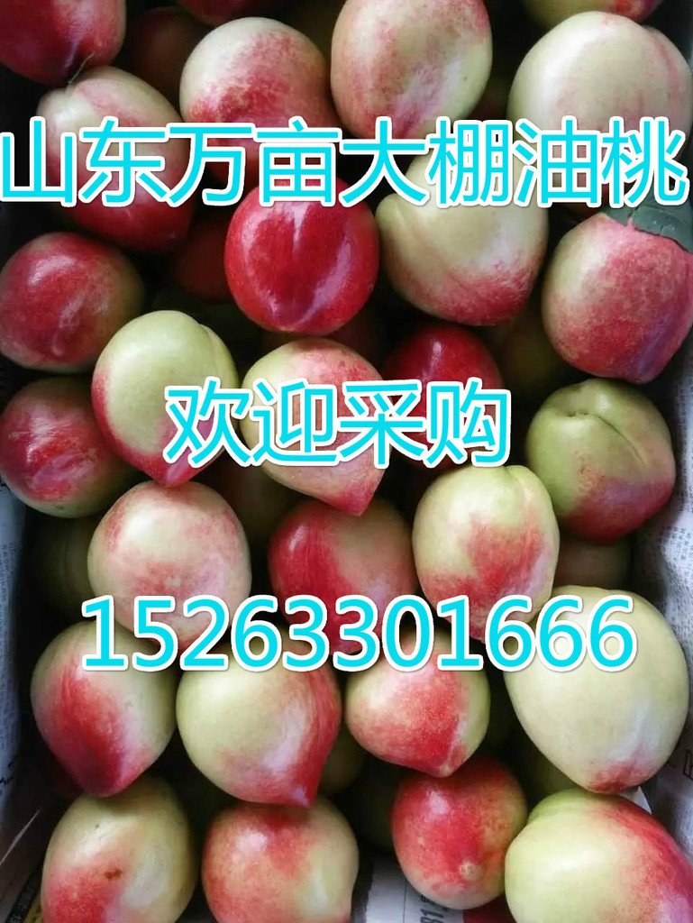 油桃水果