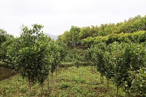 湿地松，马尾松，枫香，木荷杜英，香樟，杉木，造林小苗